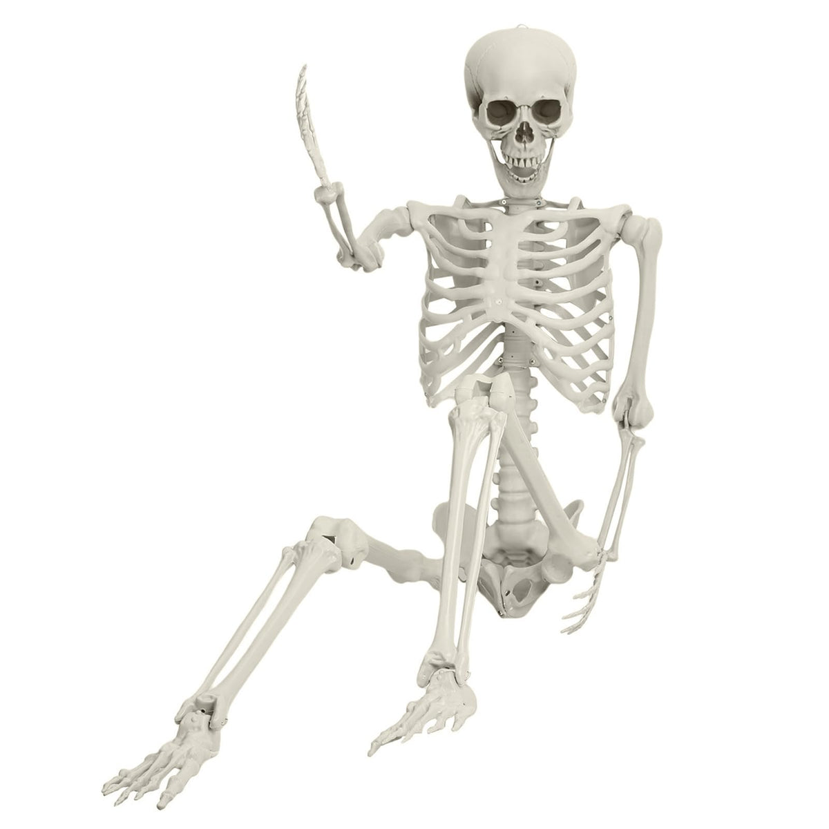 Life Size Poseable Skeleton J404