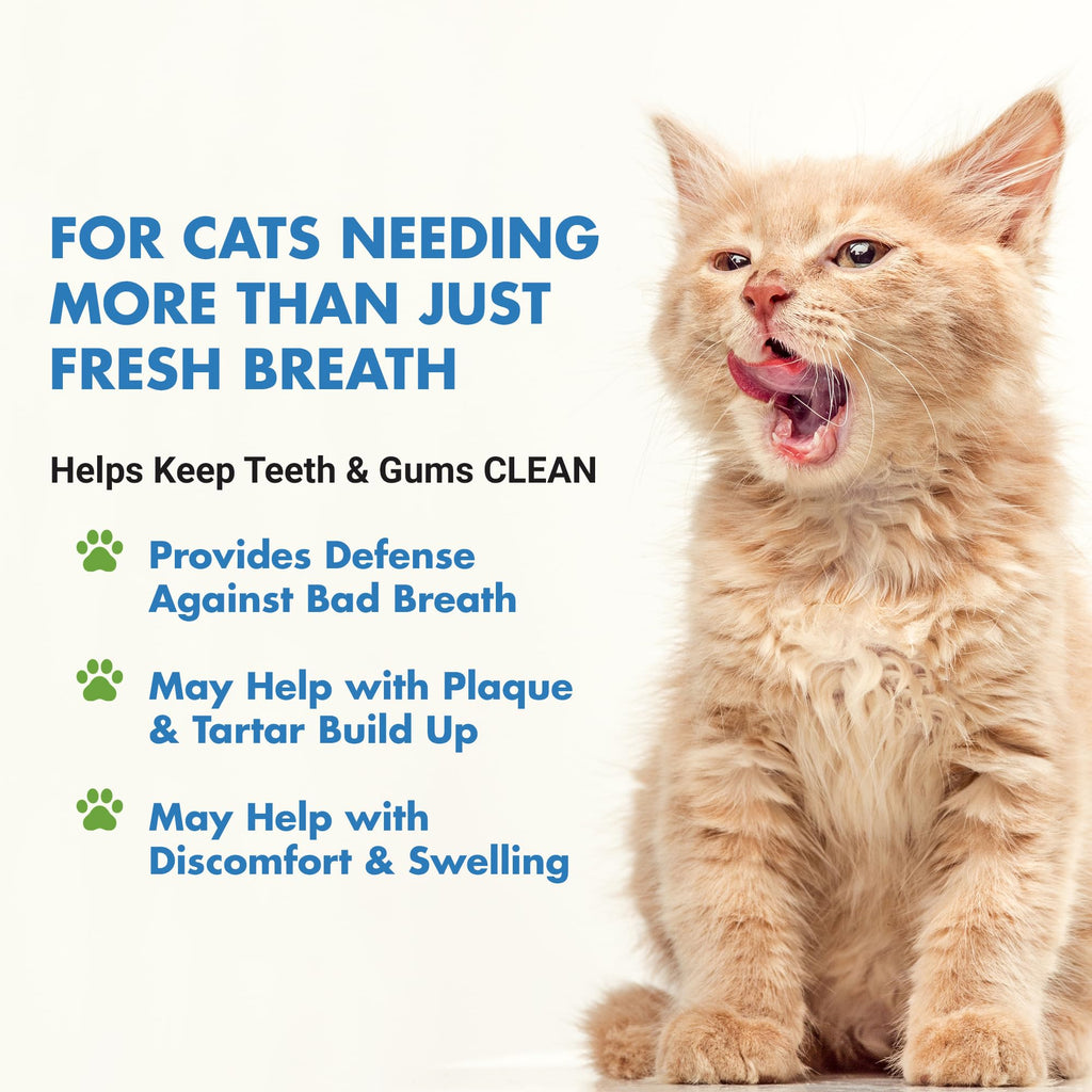 Cat Teeth Cleaning Dental Care N5652