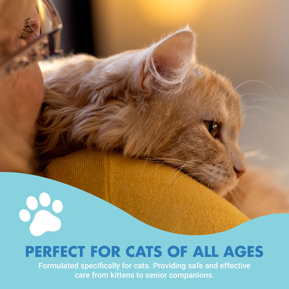 Cat Teeth Cleaning Dental Care N5652